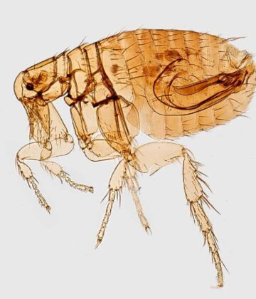 Typhus Makes Strong Comeback in Los Angeles, Because Fleas