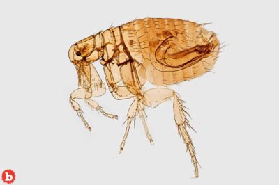 Typhus Makes Strong Comeback in Los Angeles, Because Fleas